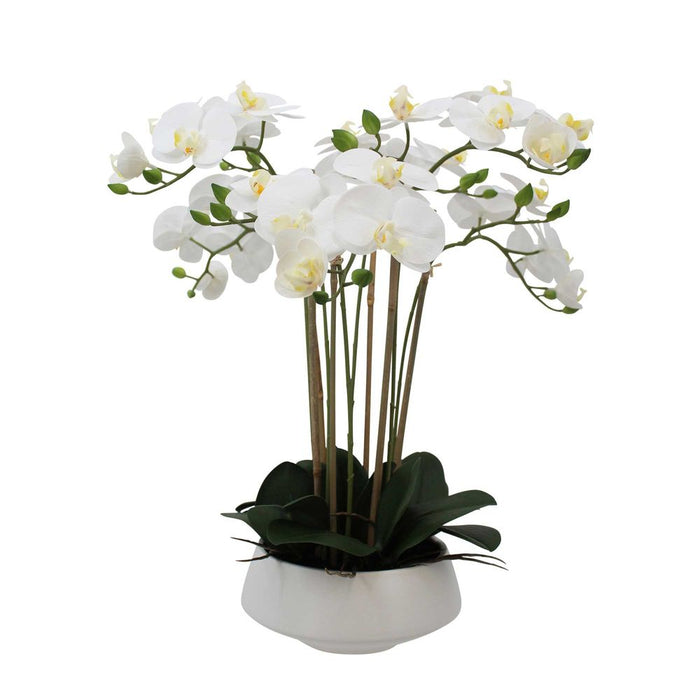 White Orchid in White Pot