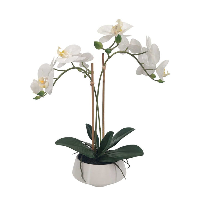 White Orchid in White Pot