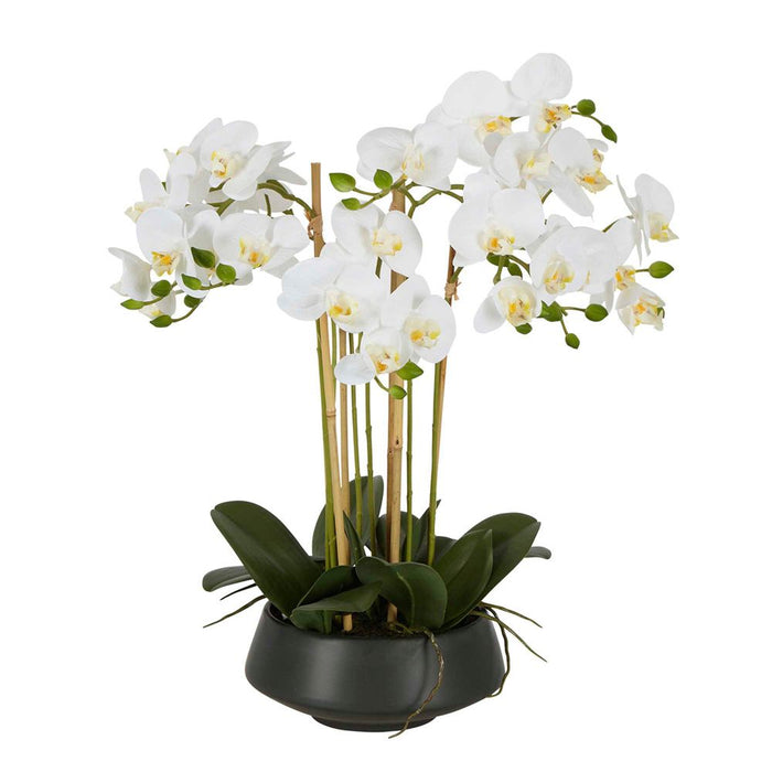 White Orchid in Black Pot