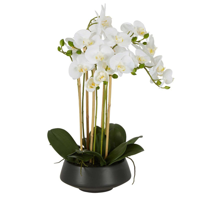 White Orchid in Black Pot