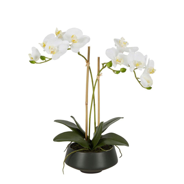 White Orchid in Black Pot