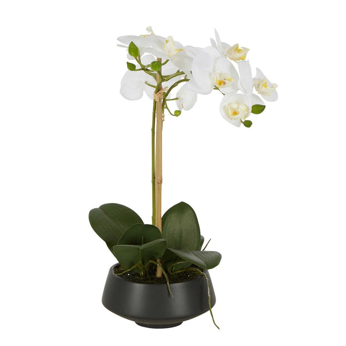 White Orchid in Black Pot