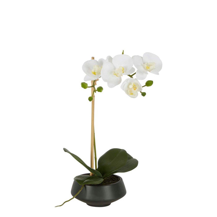 White Orchid in Black Pot