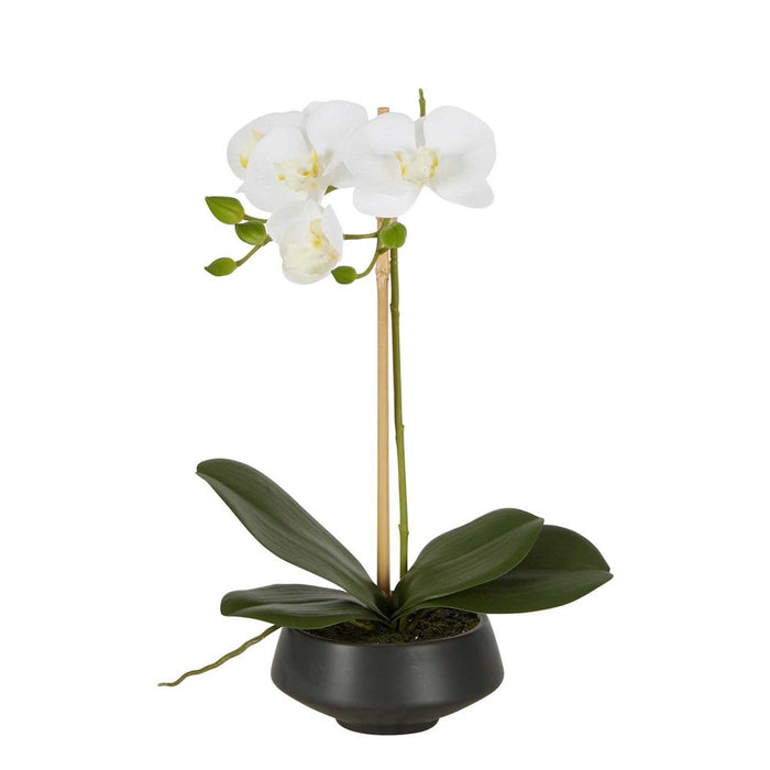 White Orchid in Black Pot