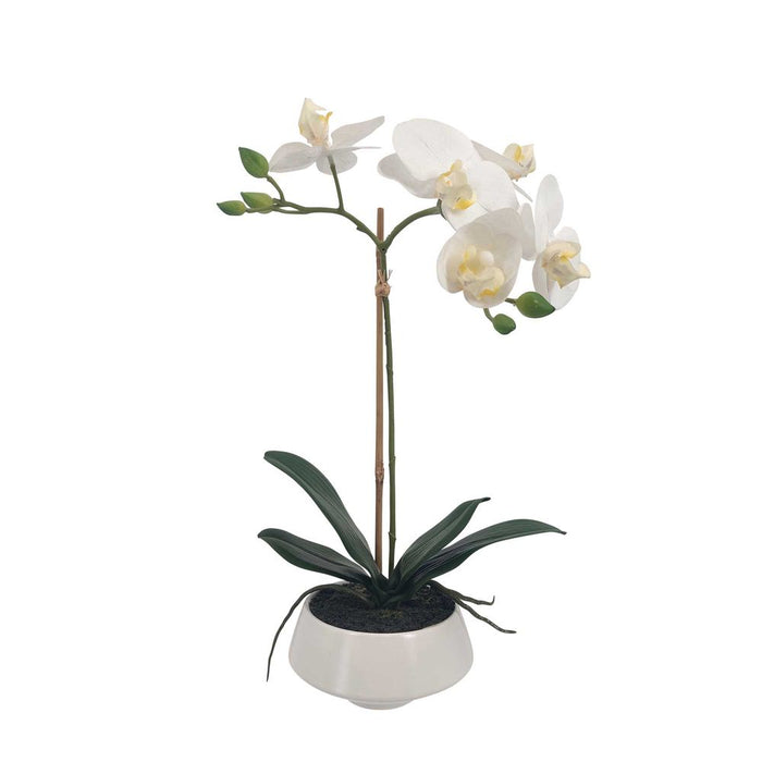 White Orchid in White Pot