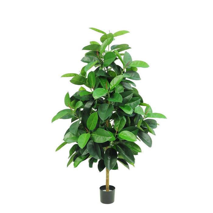 Rubber Plant Tree