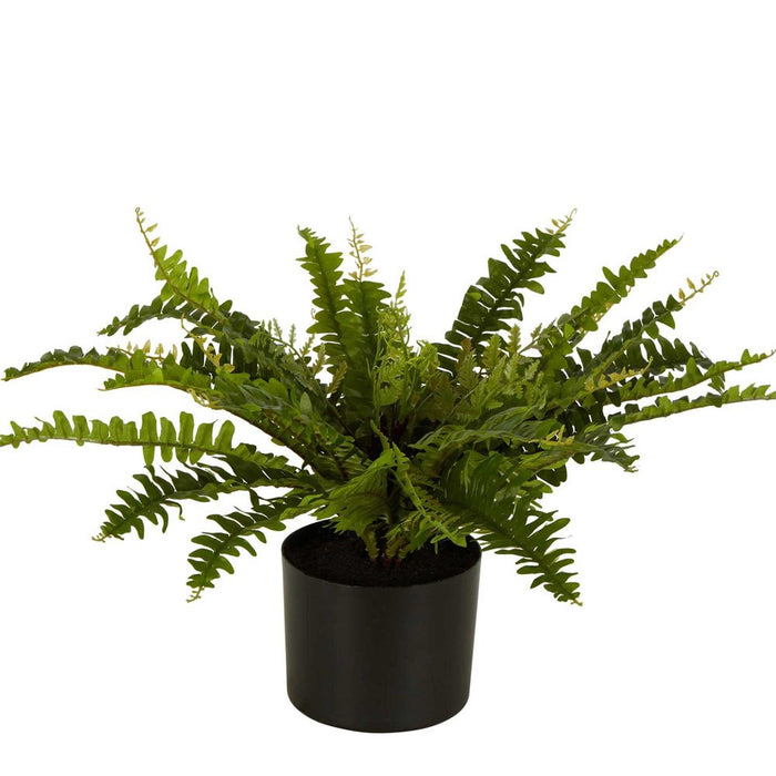 Boston Fern In Black Pot