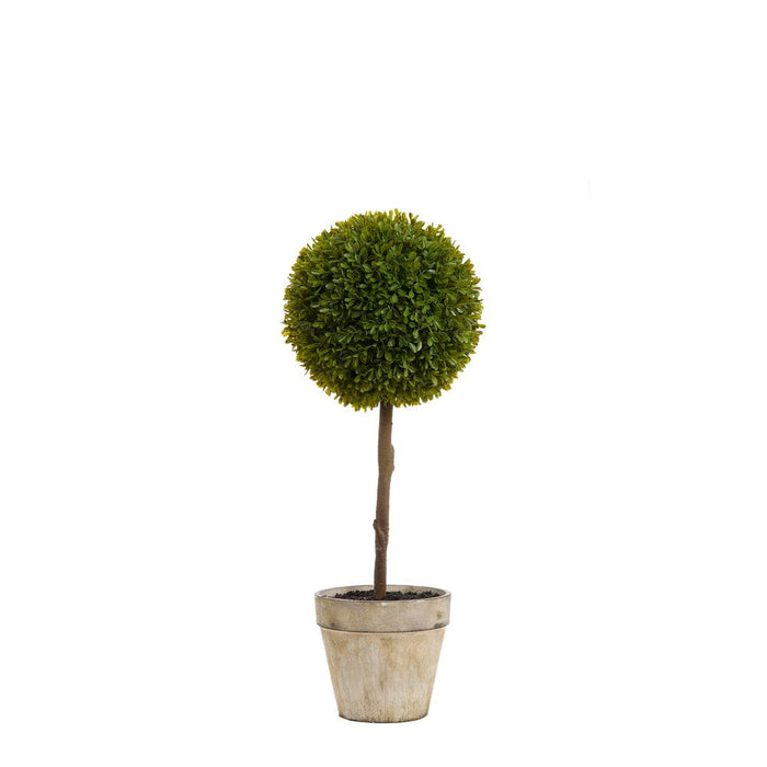 Boxwood Topiary