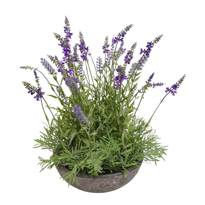 Lavender in Pot 51cm