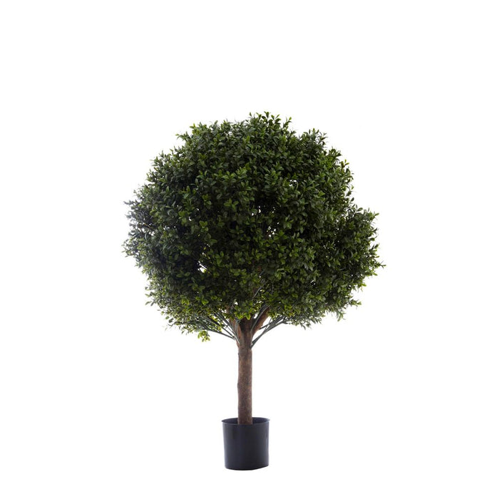 Boxwood Ball Tree