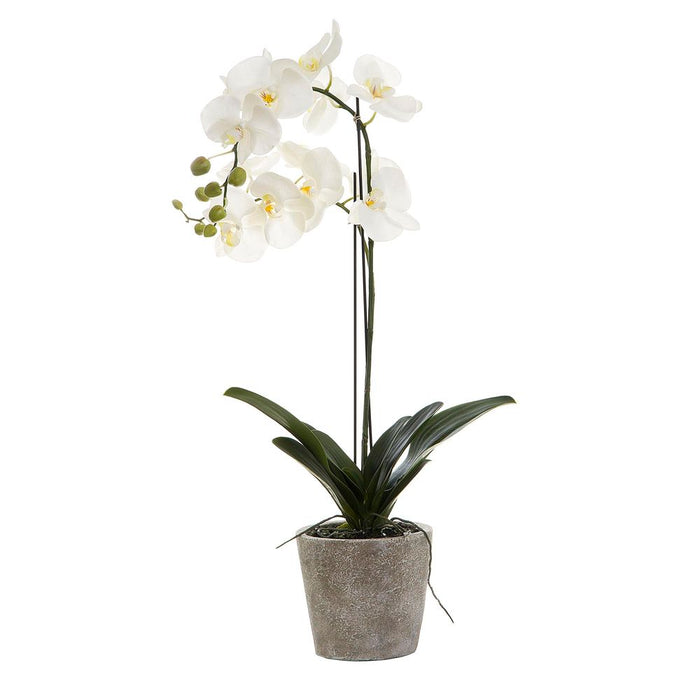 Orchid in Clay Pot 84cm White