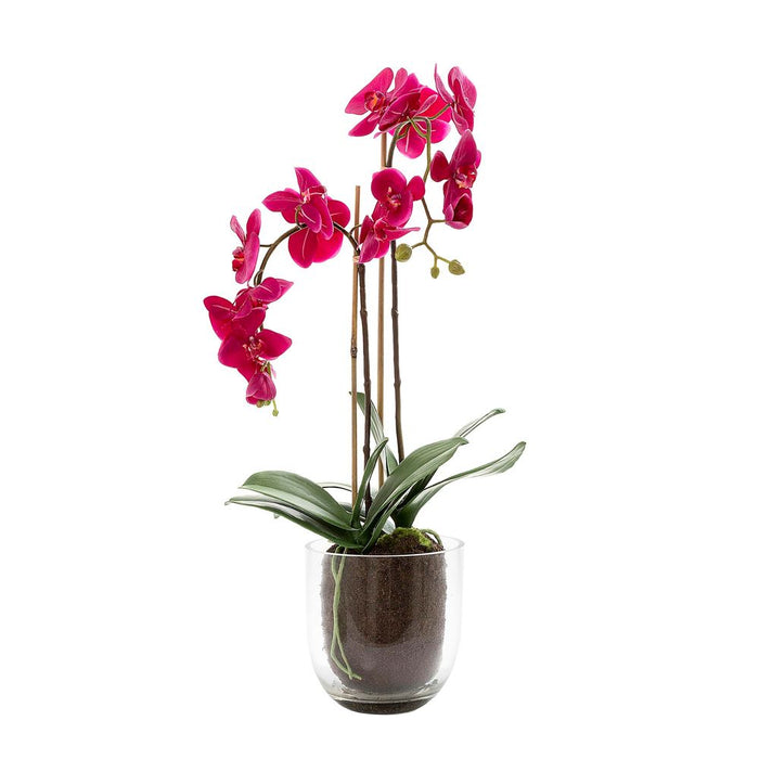 Orchid in Glass Vase 80cm Fuchsia