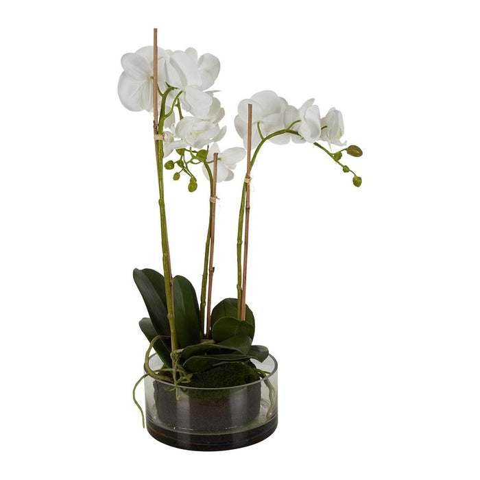 Orchid in Round Glass Vase 60cm White