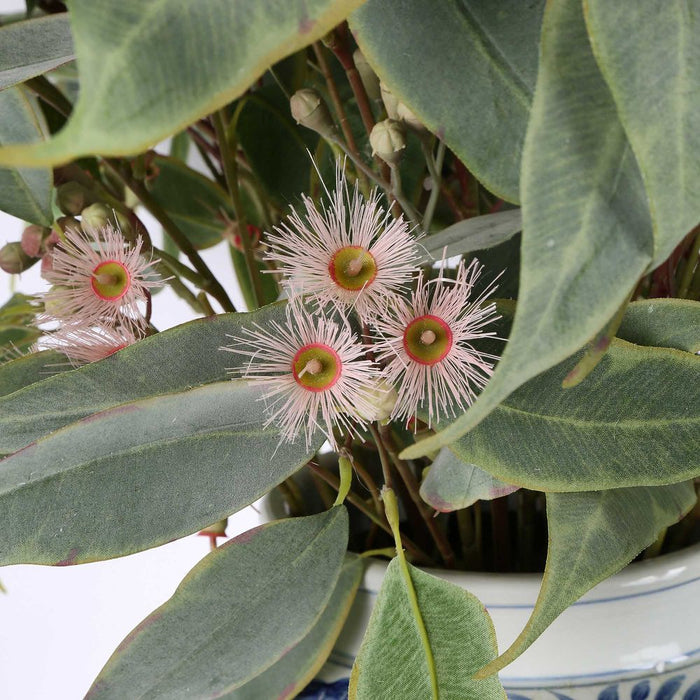 Siam Eucalyptus Arrangement