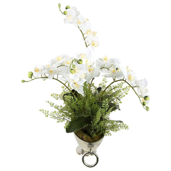 Dame White Orchid Arrangement