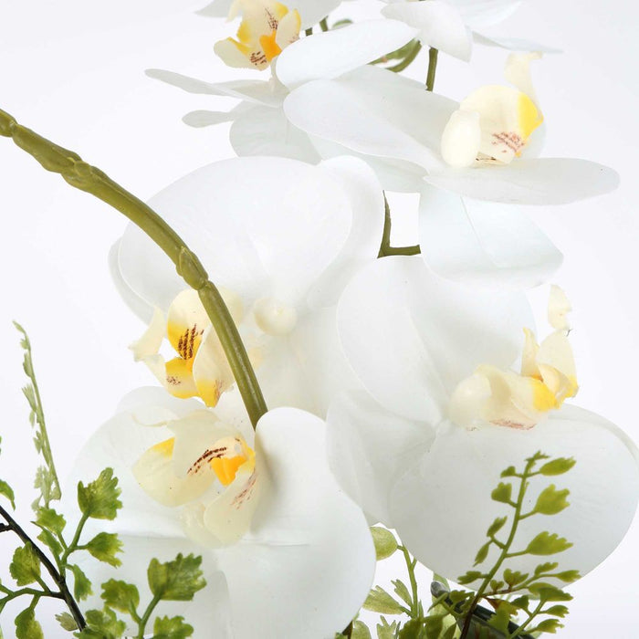 Dame White Orchid Arrangement