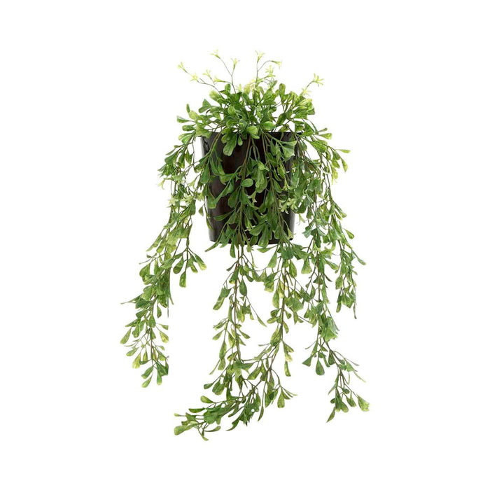 Boxwood Vine Hanging in Pot 74cm