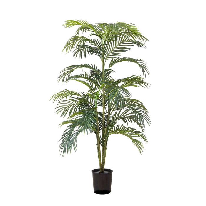 Areca Palm Potted