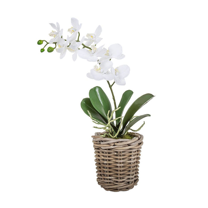 Phalaenopsis and Leaf in Basket