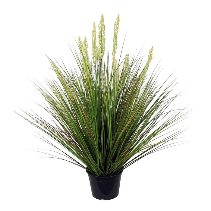 Onion Grass in Pot 90cm