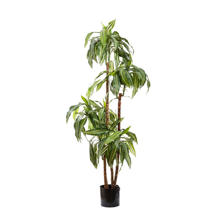 Dracaena Fragrans Steud 1.5m