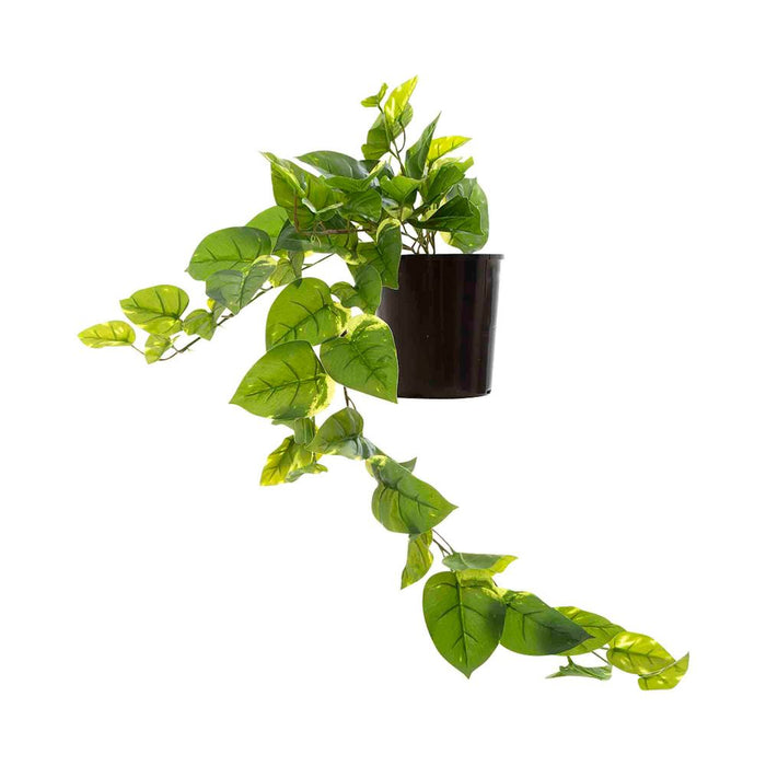 Pothos Hanging Bush in Pot 50cm