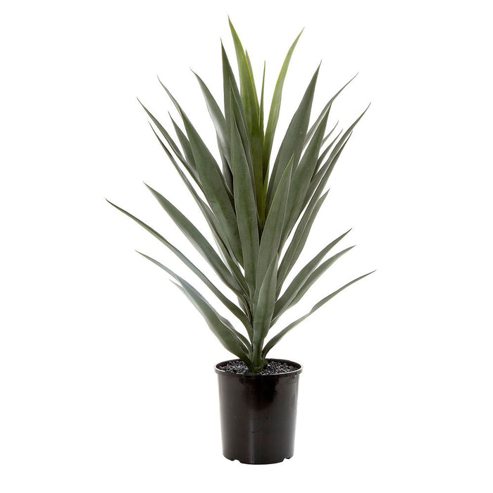 Yucca in Pot 80cm