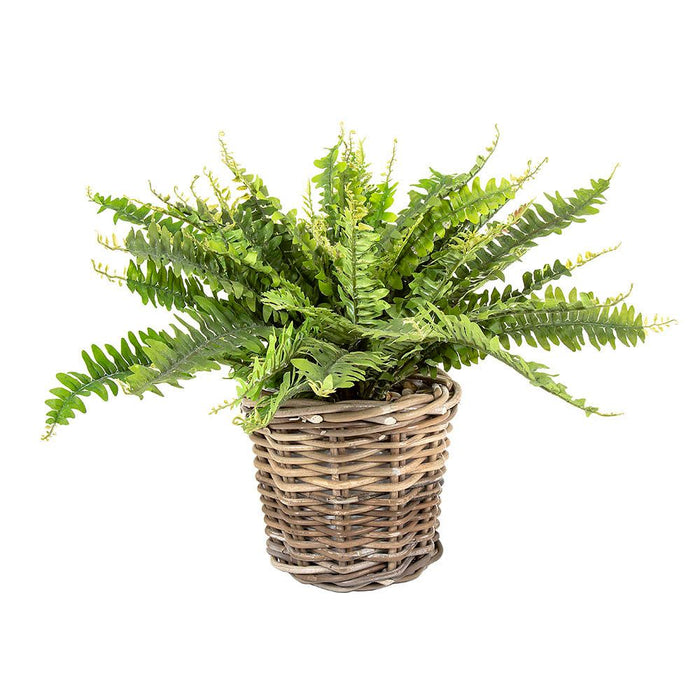 Boston Fern in Basket