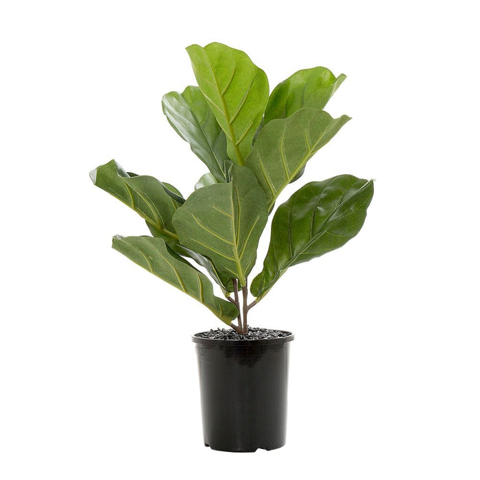 Fiddle Leaf Spray in Pot