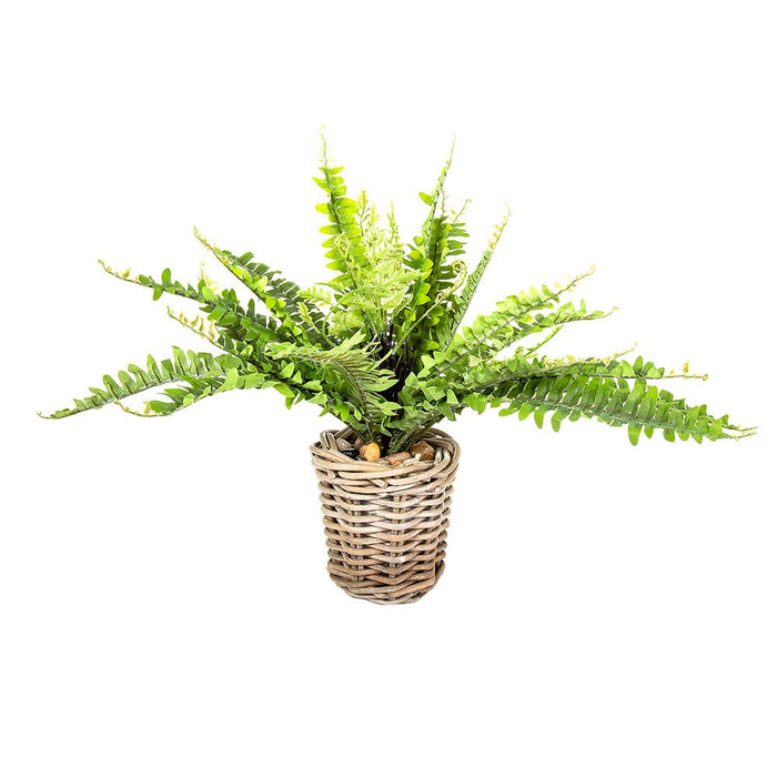 Boston Fern in Basket