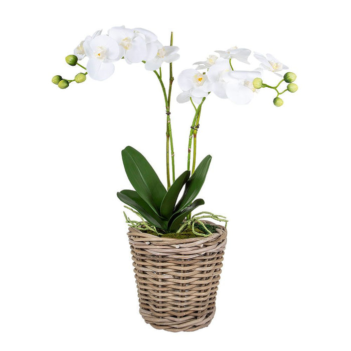 Phalaenopsis and Leaf in Basket